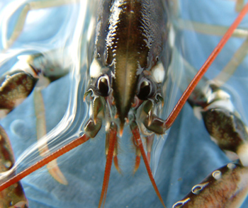 lobster